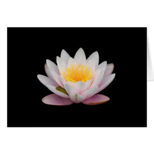 Grenouille sur une Lily