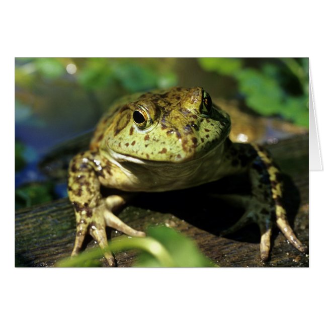 Grenouille taureau. (Devant horizontal)