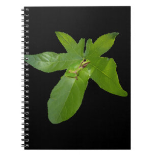 Grenouille verte à feuilles de raisin, Carnet