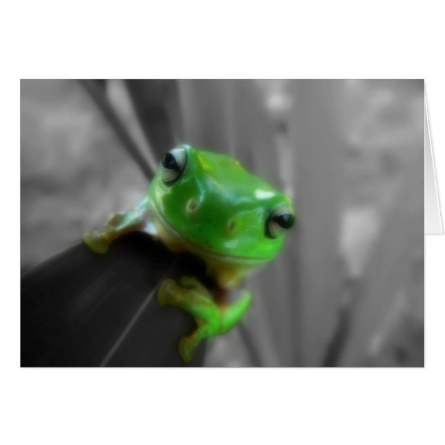 Grenouille verte brillante (Devant horizontal)