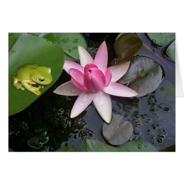 Grenouille verte et rose lilly (Devant horizontal)