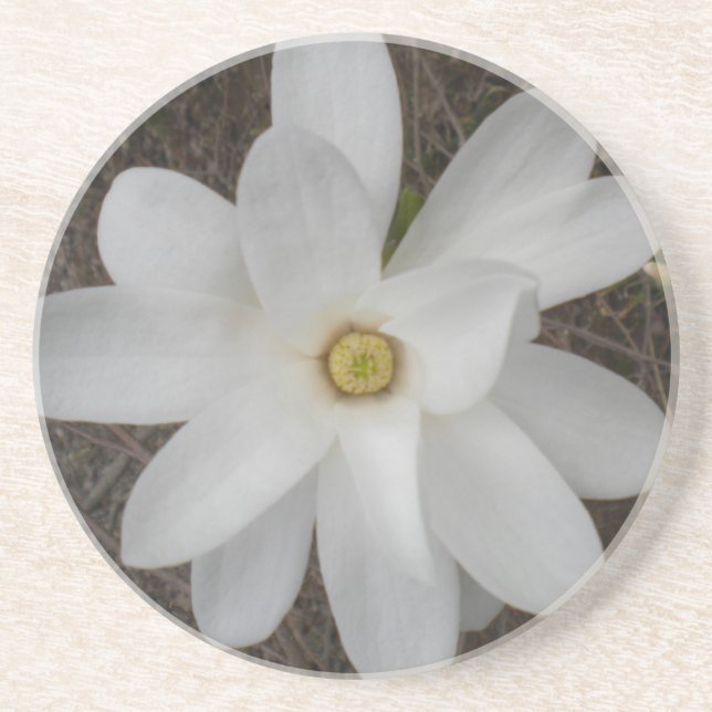 Grès Dessous de verre en fleurs de Magnolia blanche (Devant)