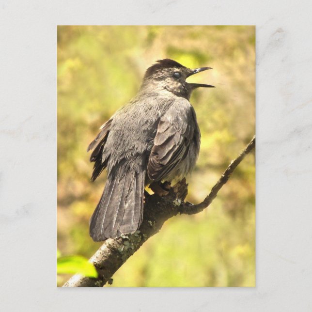 Grey Catbird Chante Sa Chanson Carte Postale (Devant)
