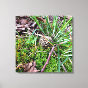 Grey Morel sur toile
