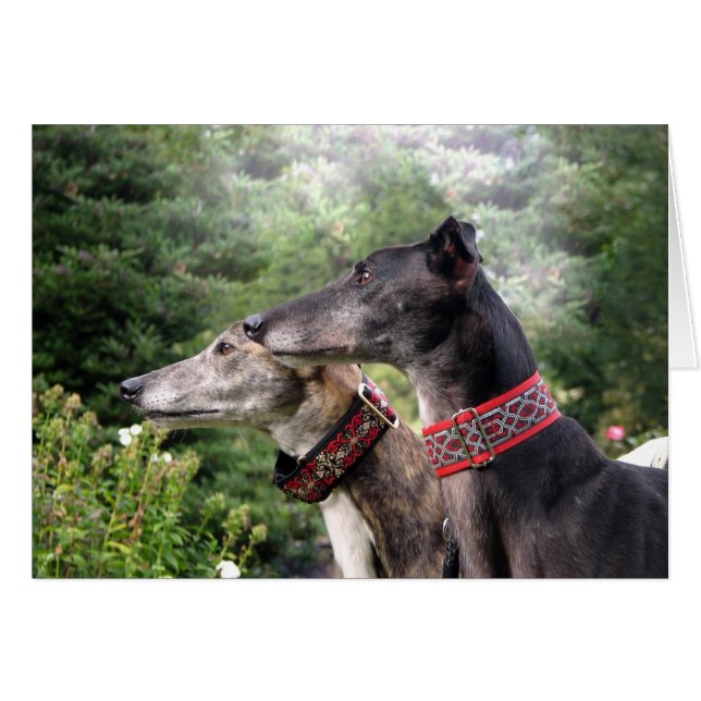 Greyhound en alerte (Devant Horizontal)