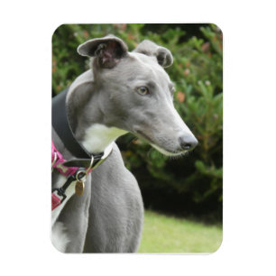 Greyhound magnet of a blue greyhound