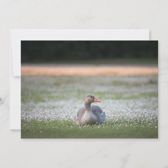 Greylag Goose Nature Carte photo (Devant)