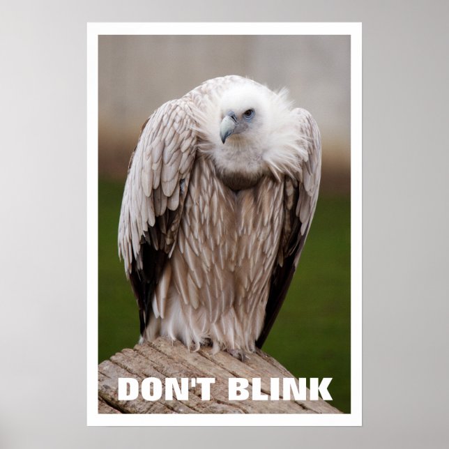 Griffon Vulture, Don't Blink Poster (Devant)