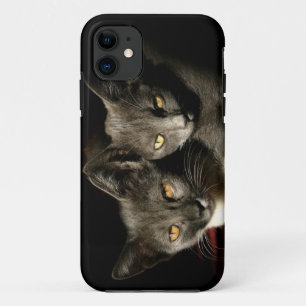 Gris Chats Photo iPhone SE + iPhone 5/5S Coque