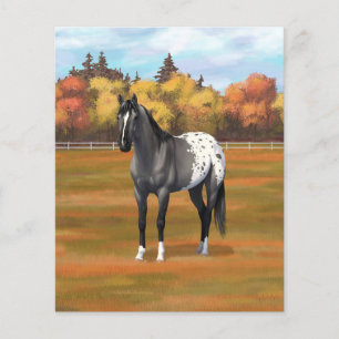 Gris Grulla Appaloosa Quartier Horse Stallion
