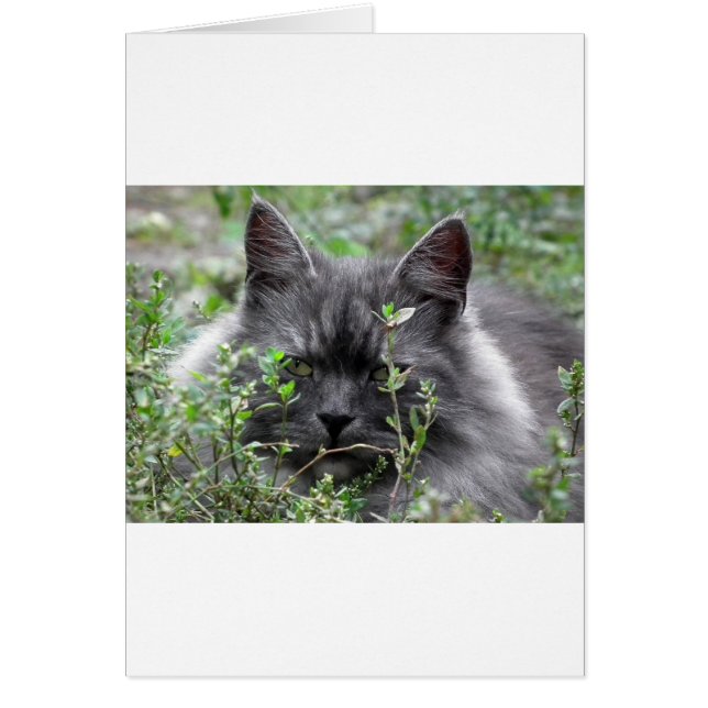 Gris Sibérie Kitten (Devant)
