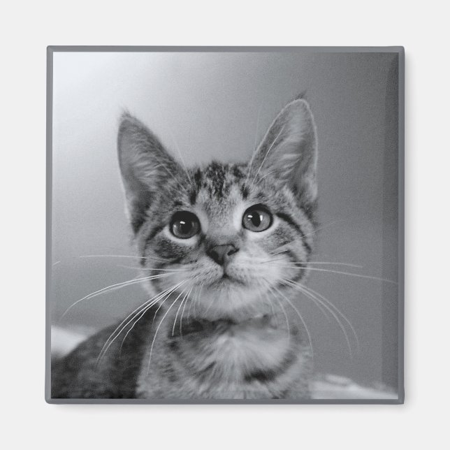 Gris Tabby Kitten Magnet (Devant)