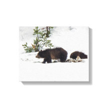 Grizzlies dans la toile étanche à neige