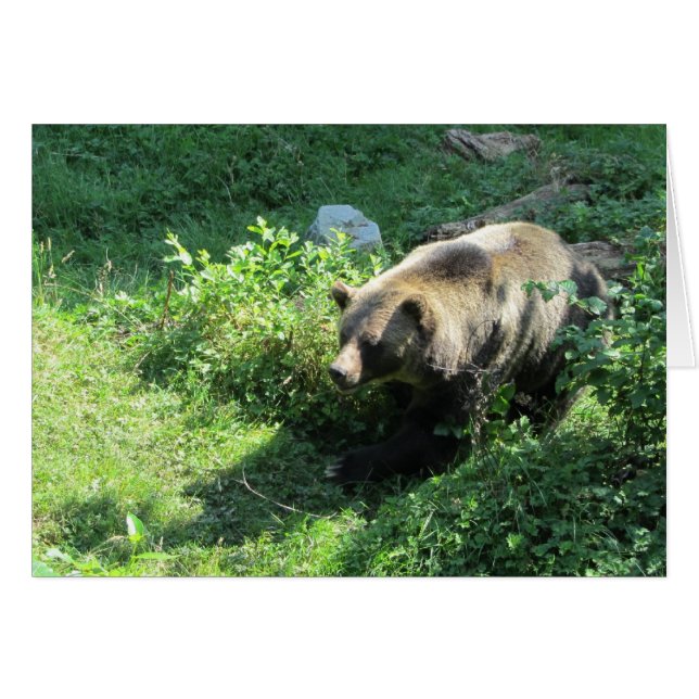 Grizzly Bear (Devant Horizontal)