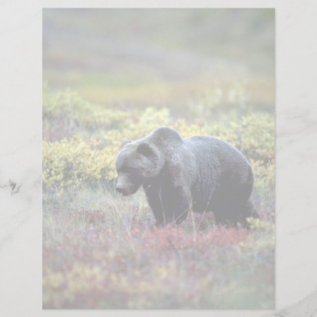 Grizzly Bear (Devant)
