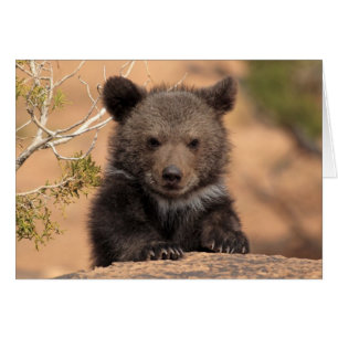 Grizzly Bear Cub