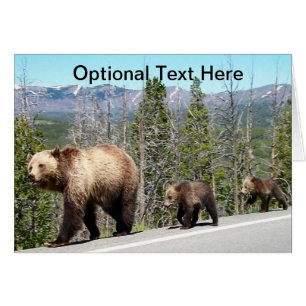 Grizzly Bears of Yellowstone