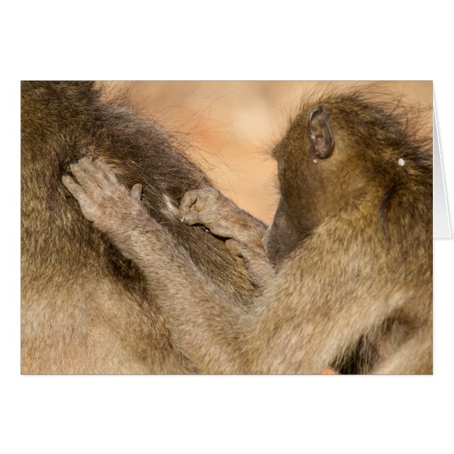 Grooming baboons (Devant horizontal)