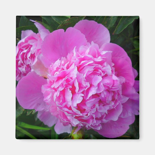 Gros Aimant à fleur de pivoine rose (Devant)