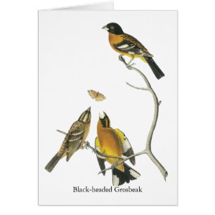 Gros-bec à tête noire d'Audubon