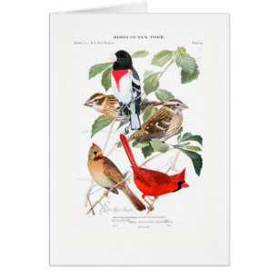 Gros-bec et cardinal