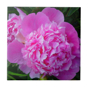 Gros carreau rose