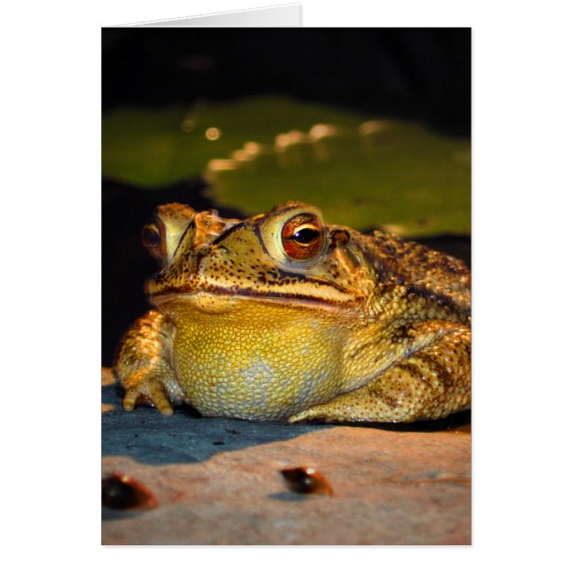 Gros crapaud gras (Devant)