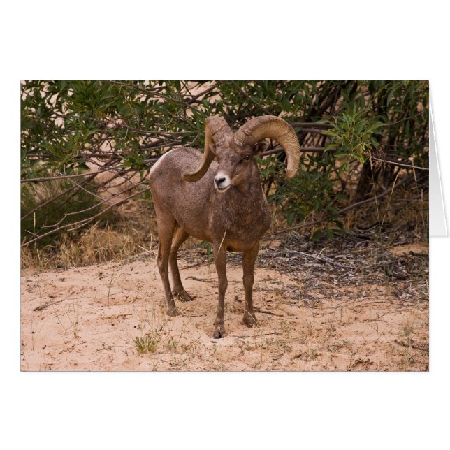 Gros mouton de mâle de bélier (Devant horizontal)