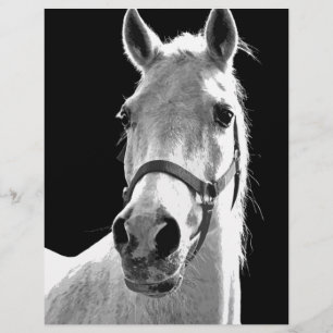 Gros plan Cheval noir blanc la nuit