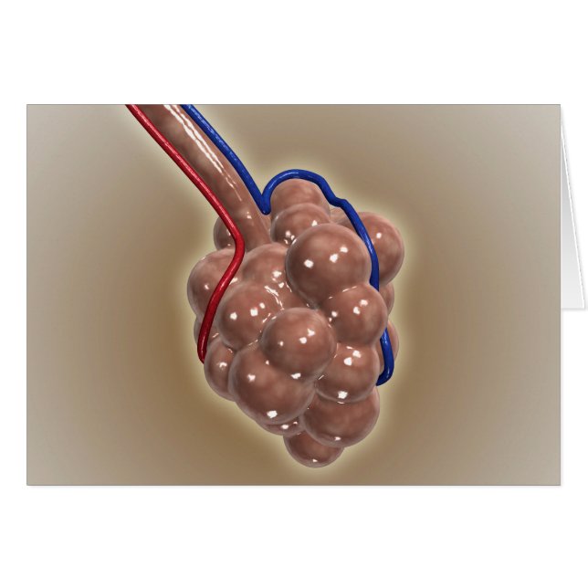 Gros Plan D'Alveolus (Devant horizontal)