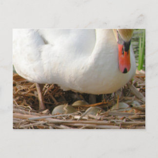 Gros plan de la carte postale OEufs de cygne