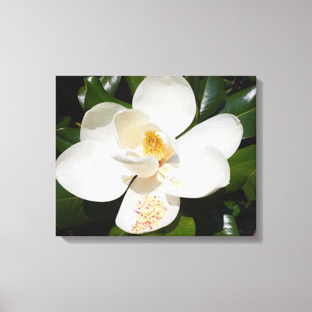 gros plan de magnolia grandiflora sur toile imprim (Recto)