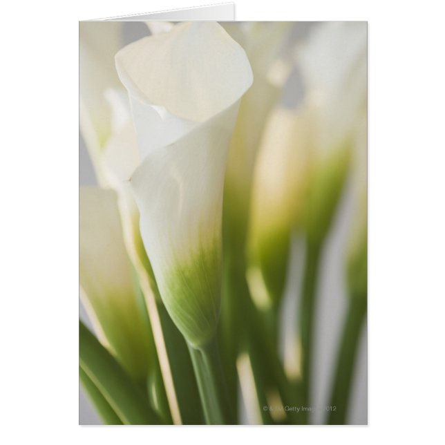Gros plan des fleurs calalitaires (Devant)