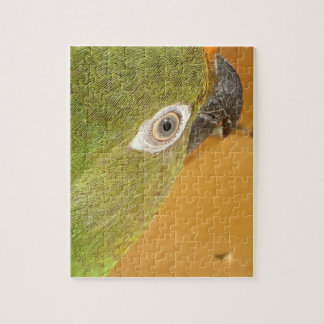 Gros plan d'un puzzle de perroquets conures