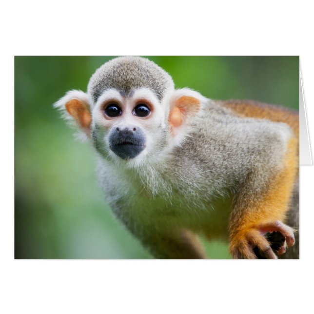 Gros plan d'un singe écureuil commun (Devant horizontal)