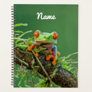 Gros plan d'une grenouille d'arbre rouge