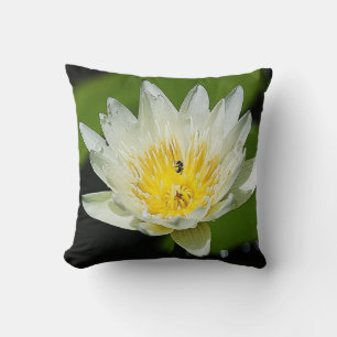 Gros plan Fleur Lily d'eau blanche et Coussin d'ab