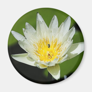 Gros plan Fleur Lily d'eau blanche et Magnets d'ab