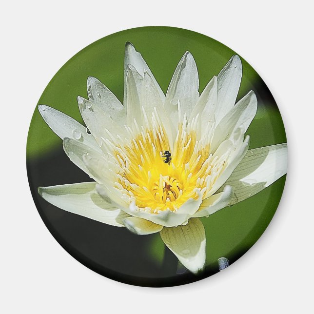 Gros plan Fleur Lily d'eau blanche et Magnets d'ab (Devant)