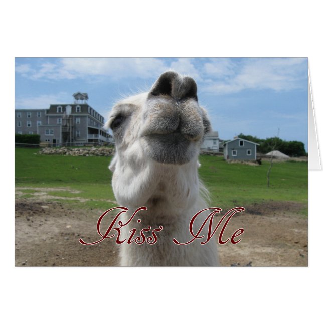 Gros plan Kiss Me Llama (Devant horizontal)