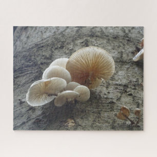 Gros plan Puzzle : Champignons de porcelaine sur a