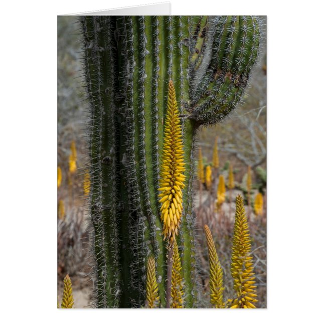 Gros plan sur cactus et agave (Devant)
