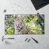 Gros plan sur la photo du visage de Leopard