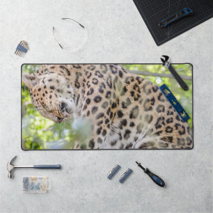 Gros plan sur la photo Leopard