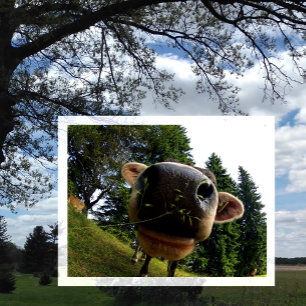 Gros plan sur le nez de vache, Carte postale drôle