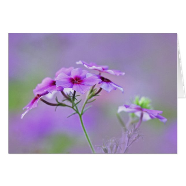 Gros plan sur Phlox de Drummond, Phlox drummondi, (Devant horizontal)