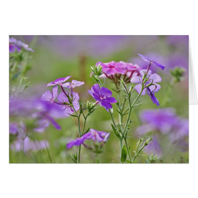 Gros plan sur Phlox de Drummond, Phlox drummondi,  (Devant horizontal)