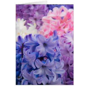 Gros plan sur une plante de jacinthe