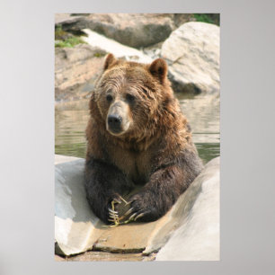 gros poster de grizzli 2