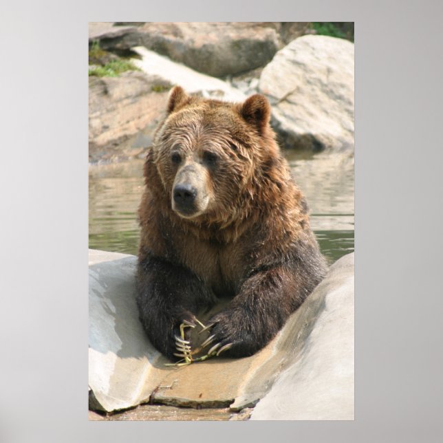 gros poster de grizzli 2 (Devant)